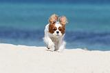 CAVALIER KING CHARLES 135